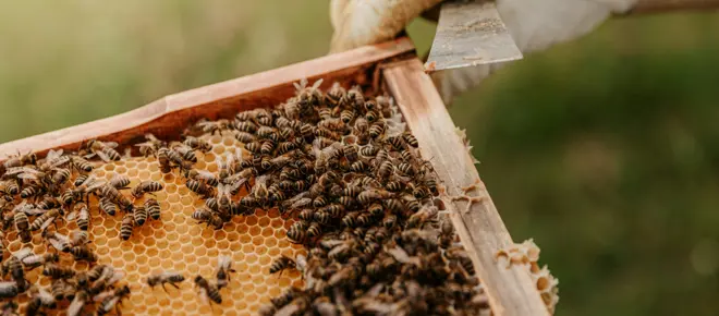 Close-up photograph of a beehive frame covered in honeycomb and live bees. A gloved hand holds a metal hive tool at the top edge of the wooden frame, lifting it from the hive. The background is softly blurred and green, suggesting an outdoor setting.