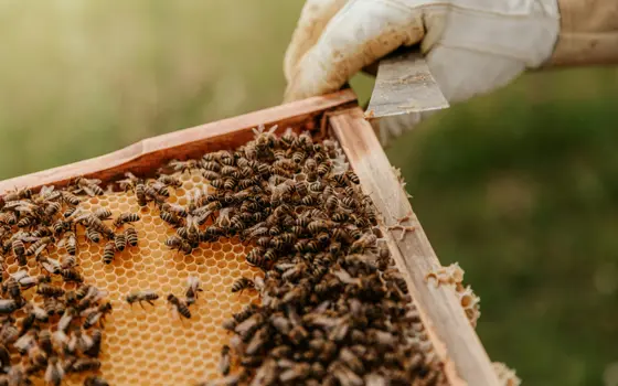 Close-up photograph of a beehive frame covered in honeycomb and live bees. A gloved hand holds a metal hive tool at the top edge of the wooden frame, lifting it from the hive. The background is softly blurred and green, suggesting an outdoor setting.