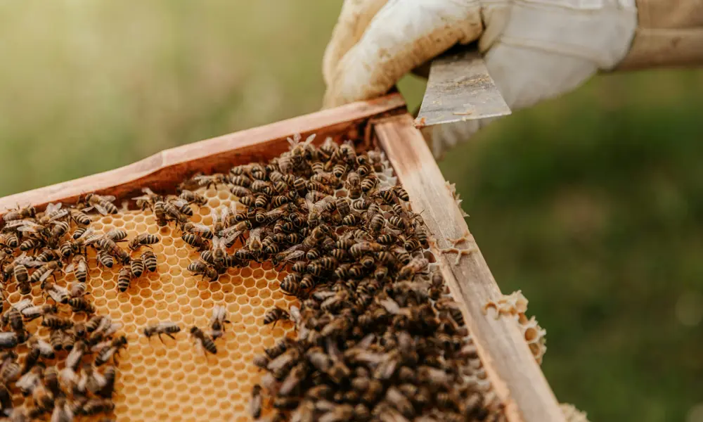 Close-up photograph of a beehive frame covered in honeycomb and live bees. A gloved hand holds a metal hive tool at the top edge of the wooden frame, lifting it from the hive. The background is softly blurred and green, suggesting an outdoor setting.