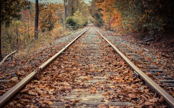 Fallen autumn leaves covering a rail track in a forest.