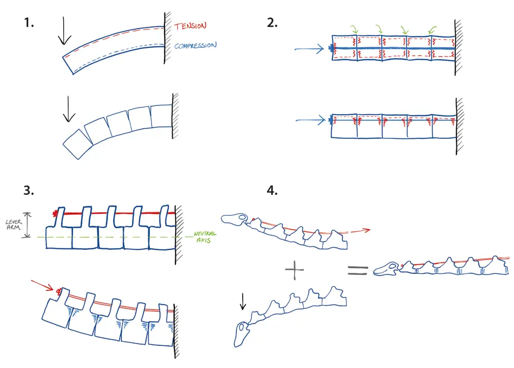 Hand drawn diagrams showing tension and compression in a mock up of a sauropod's spine.