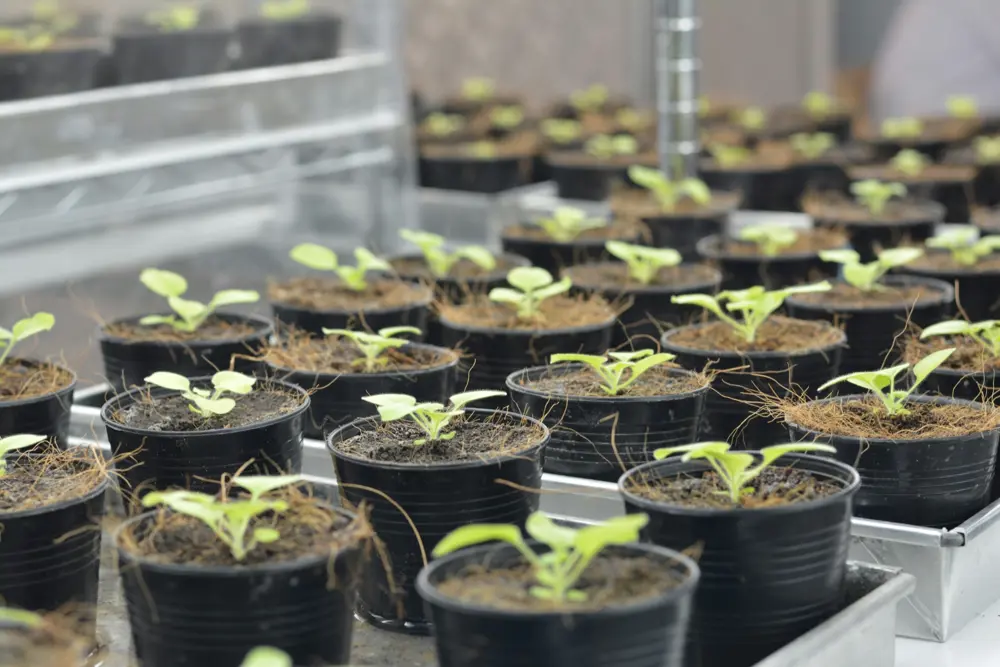 Rows of small seedlings growing in black plastic pots inside a greenhouse.