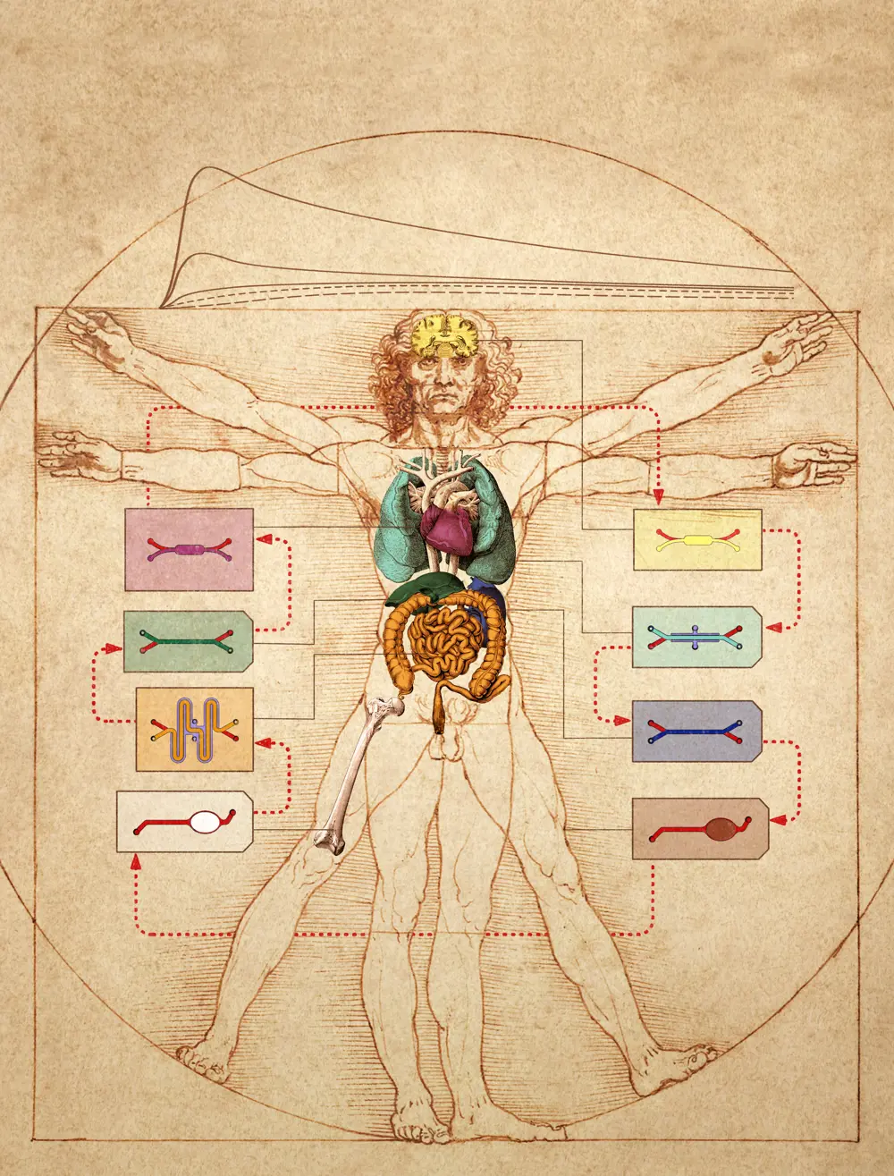 A sketch resembling Da Vinci's Vitruvian Man, with diagrams of each of the different organ on a chip technologies that could medically represent different body parts.