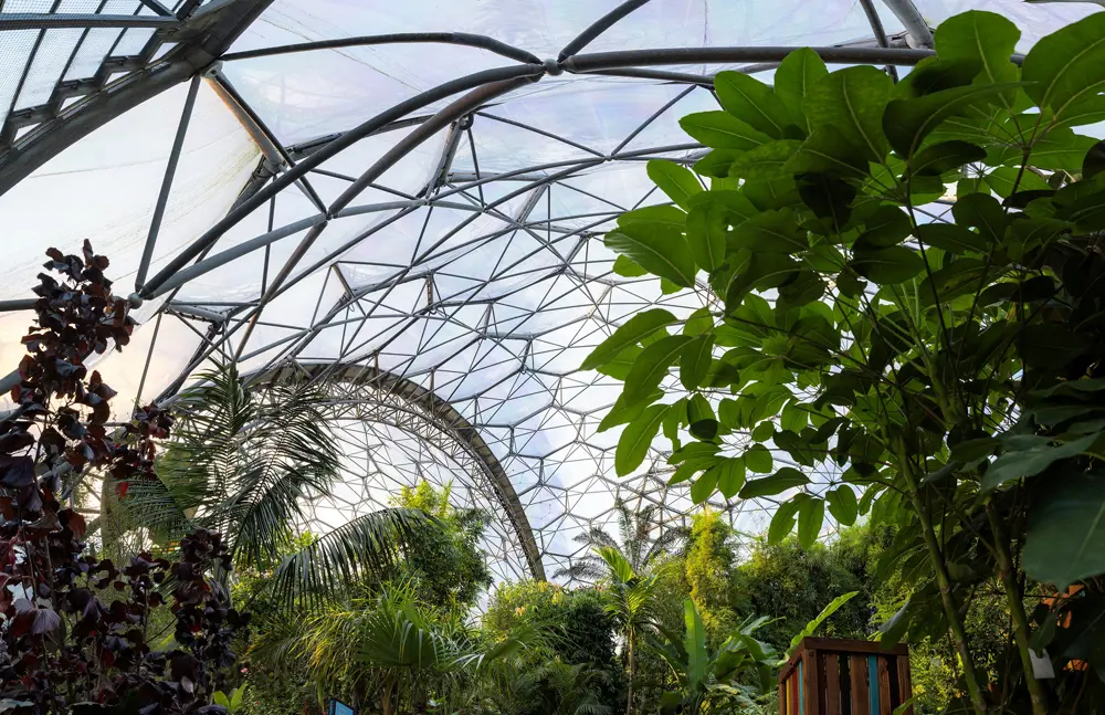 Looking up at the geodesic dome of the Eden Project, with lush plants in the foreground.