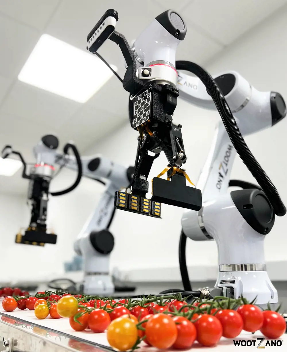 A white robotic arm is above tomatoes on the vine on a work surface, poised to pick them up for packaging 
