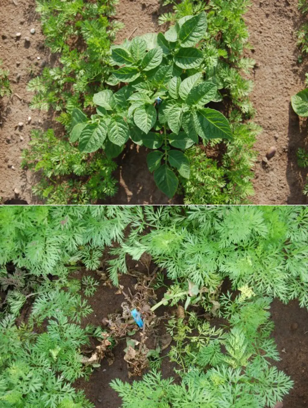 (top) A large weed plant present between two rows of carrot crops and (bottom) the dead weed plant after spot-treatment with the rows of carrot crops growing around it.