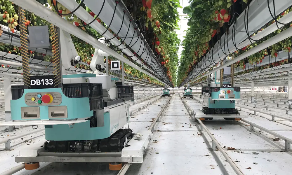 Four green fruit-picking robots move along tracks in a white greenhouse underneath rows of strawberry plants
