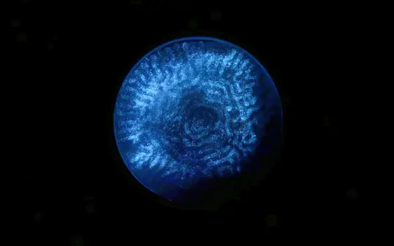 A circular sample of a material containing blue glowing microalgae, with coral-like patterns