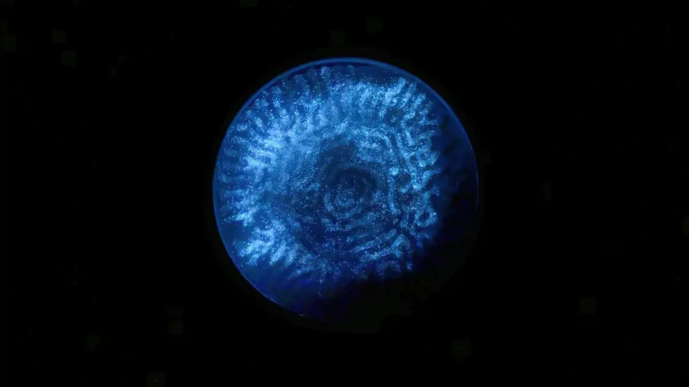 A circular sample of a material containing blue glowing microalgae, with coral-like patterns