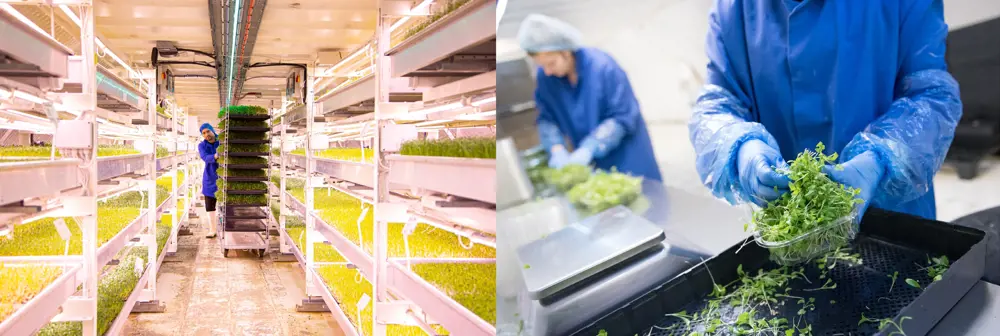 An underground brightly lit space with plants stacked on top of each other in trays (left). A person handling herbs in a plastic container with a weighing scale in the background (right).