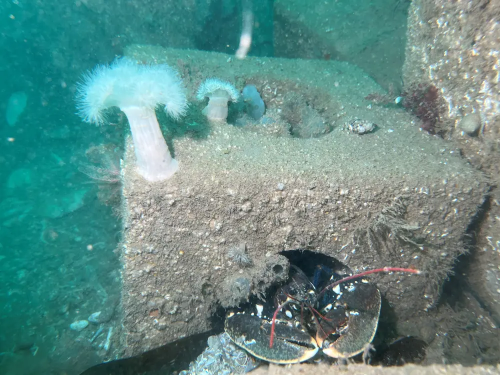 A lobster sheltering in a cube-shaped artificial reef, which also has two white sea sponges growing on its top surface.
