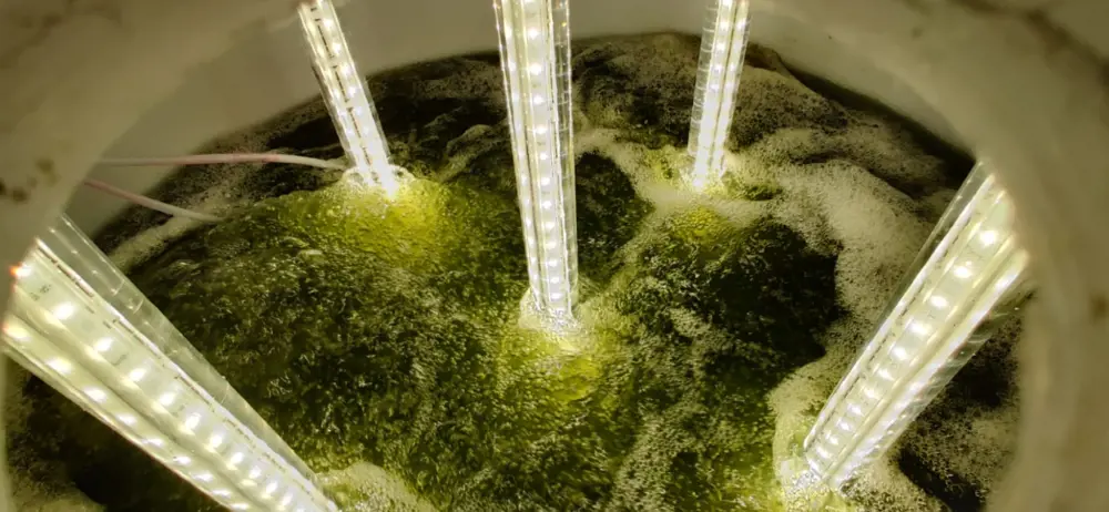 A tank containing liquid with algae and cylinders with bright LEDs plunging into the water.