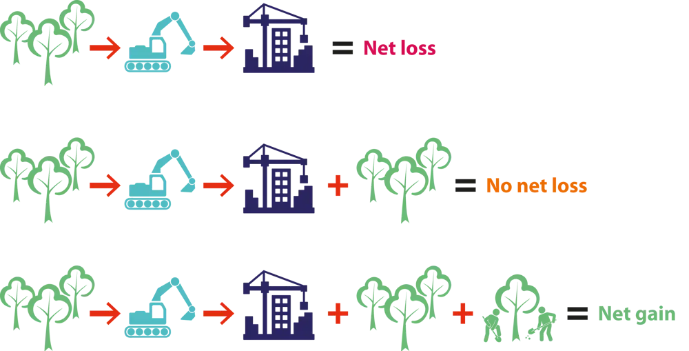 Icons illustrating that after construction, no action results in net loss, where as restoring or creating new habitat can result in no net less or even net gain.s 