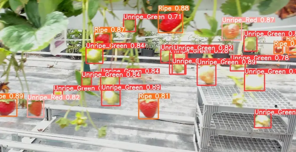 A screenshot from a camera show strawberries growing on a vine. Some are red and ripe and some are green and unripe.  Overlaid red boxes with text say which ones are ripe or not