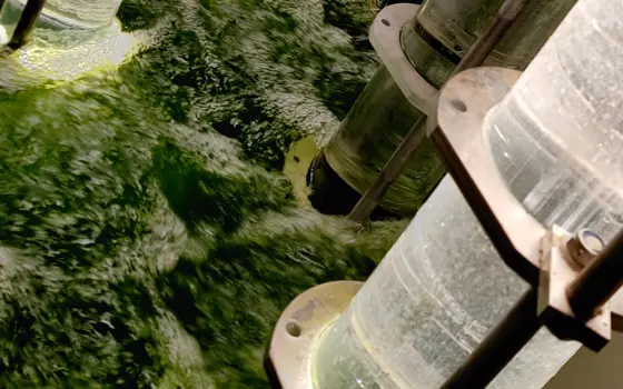 Green liquid bubbling around brightly lit transparent cylinders that are going into the water at an algae wastewater treatment plant. 