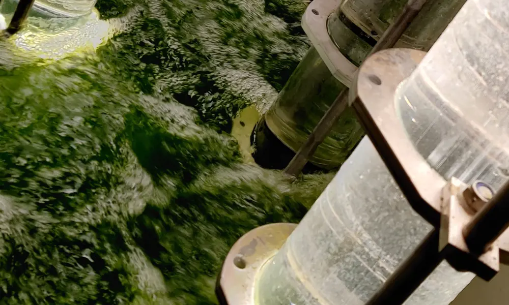 Green liquid bubbling around brightly lit transparent cylinders that are going into the water at an algae wastewater treatment plant. 