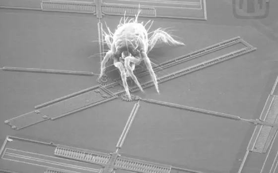 A scanning electron microscopy image of a spider mite crawling on a microelectromechanical system.