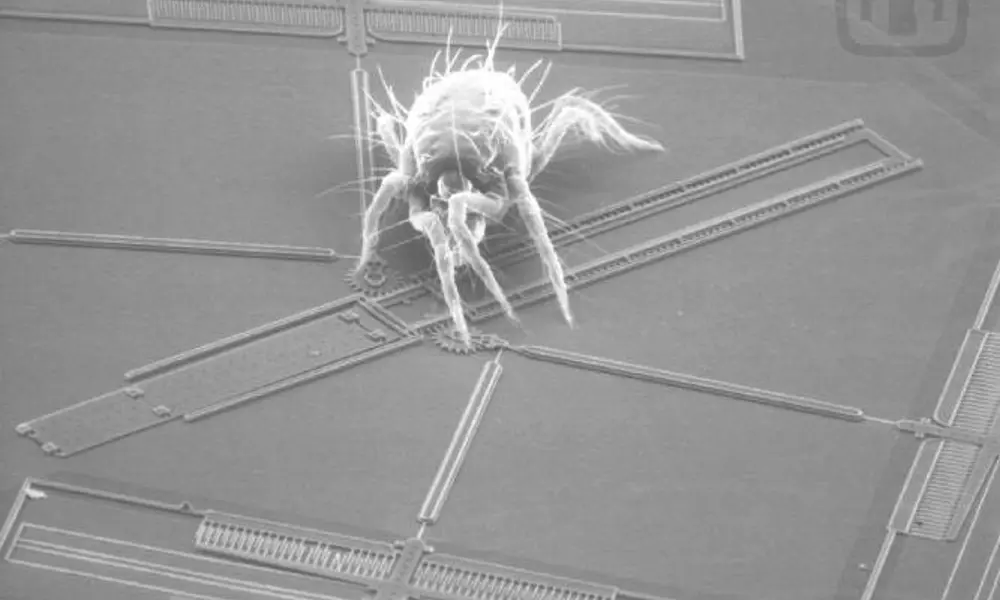 A scanning electron microscopy image of a spider mite crawling on a microelectromechanical system.