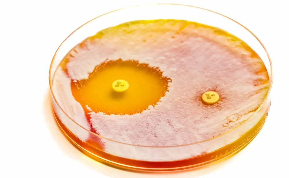 Two antibiotic pills sit on a petri dish with a white bacterial biofilm on the surface, which can't grow close to one of the pills