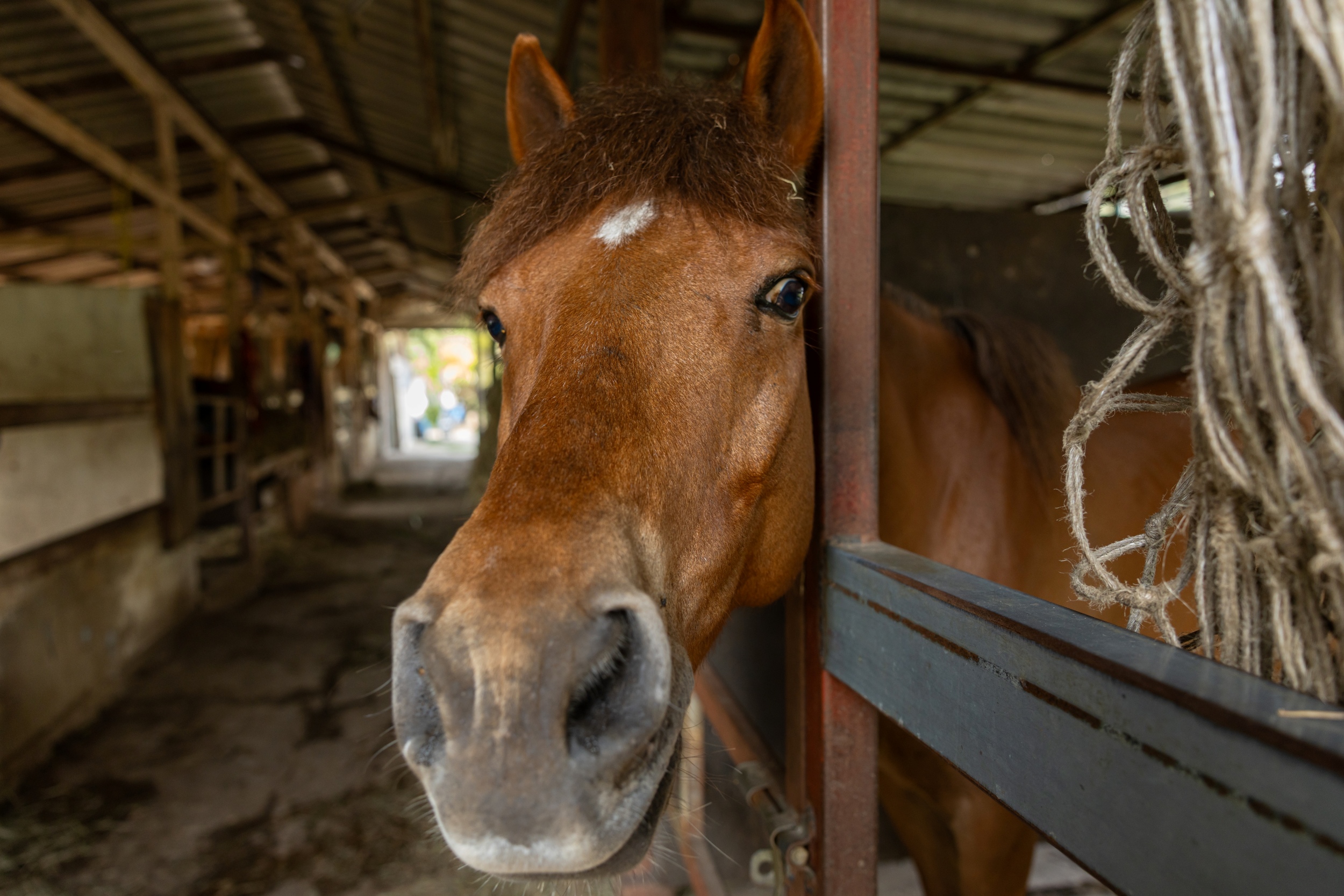 Close-up of a brown horse’s head leaning over a stable door inside a barn, with wooden beams, ropes and stalls receding into a dimly lit background.