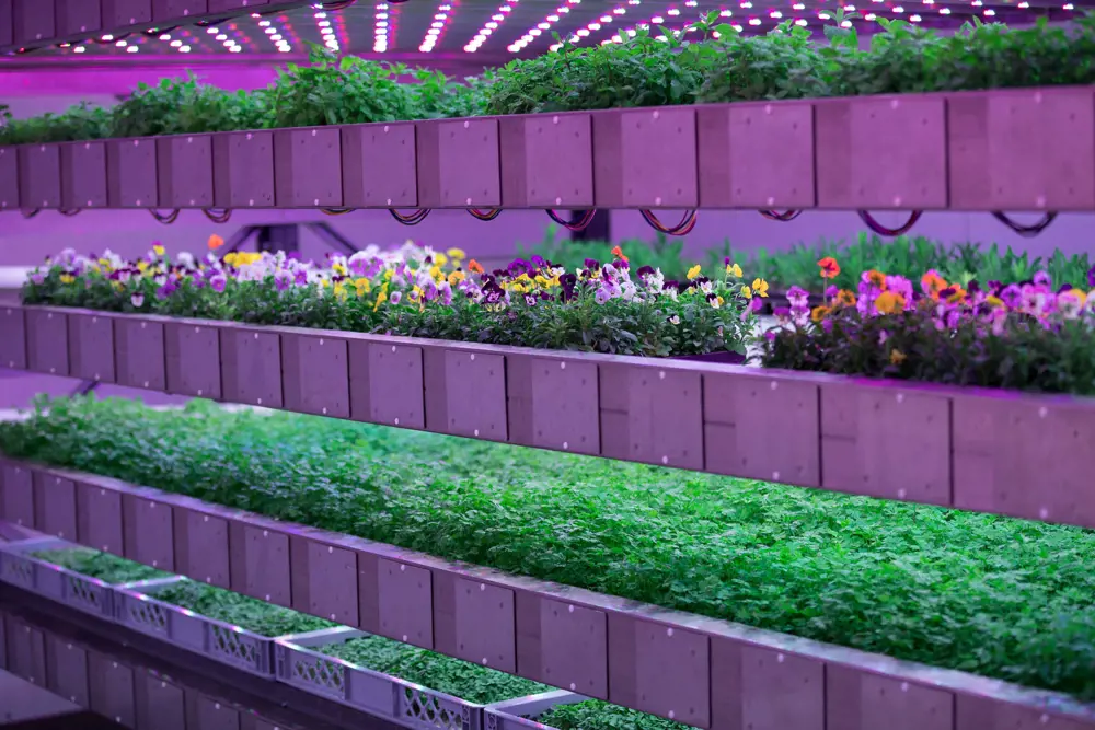 Plants grow on stacked trays in a purple-lit grow house