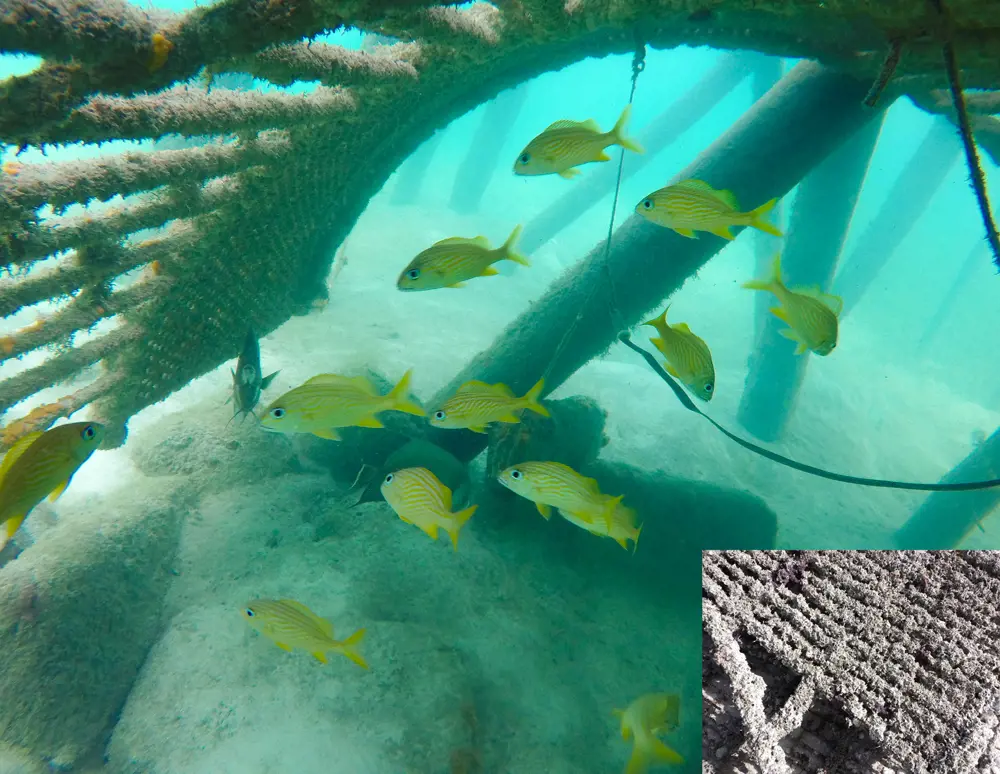 A small shoal of yellow striped fish swimming underneath an artificial reef structure