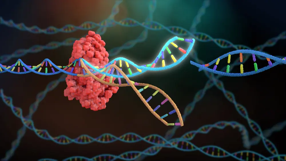 Illustration of a CRISPR–Cas protein cutting a DNA strand, with double helix structures in the background.