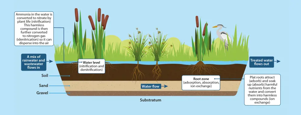 A diagram with a cross section of the plant, water, soil, sand and gravel layers of a wetland, showing reeds and various other wetland plants that can help to purify water.