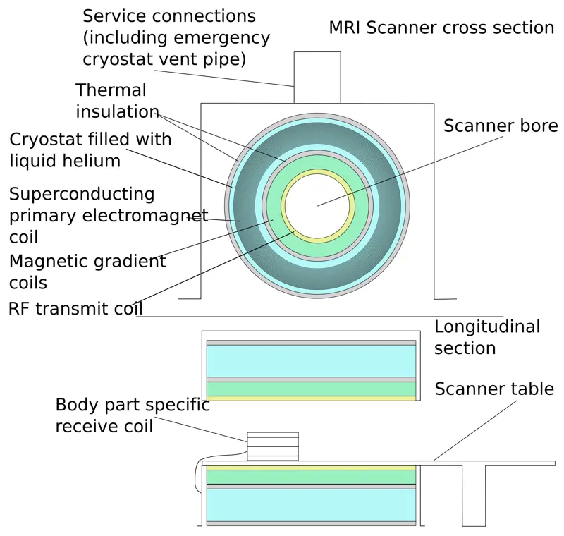 A cross-sectional diagram of an MRI machine showing the superconducting electromagnetic coil at the centre.