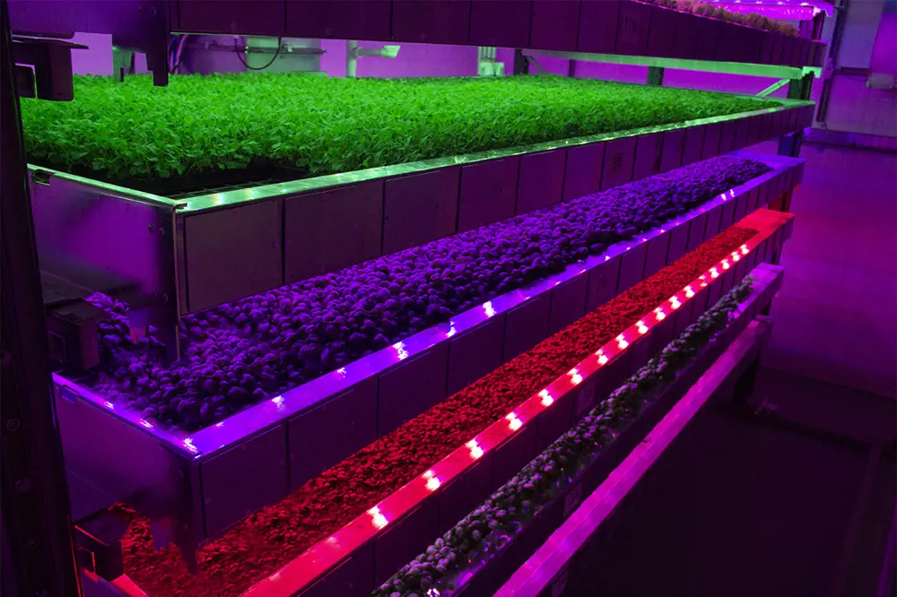 five rows of plants growing on top of each other in a vertical farm facility, with a different LED light illuminating each level.