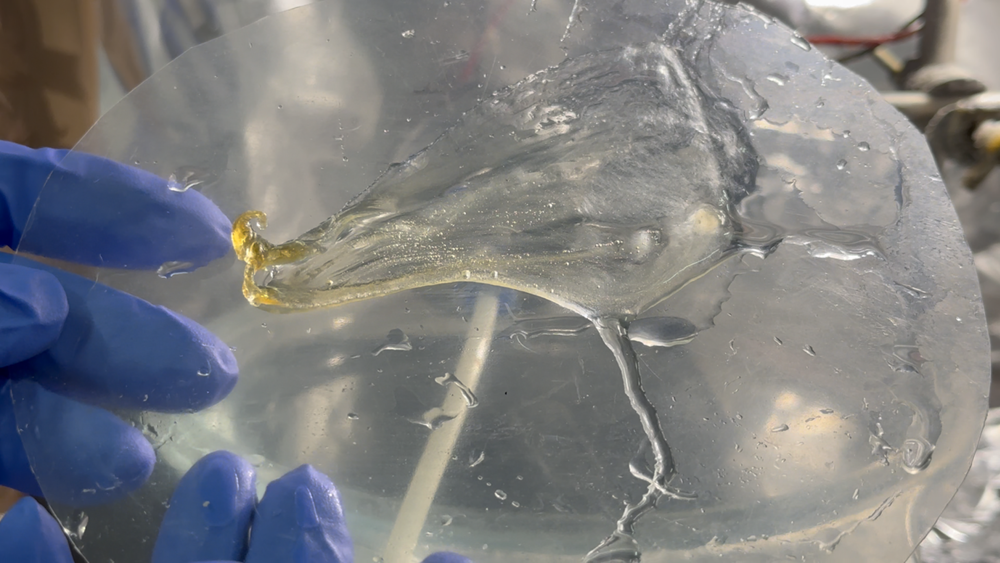 Close-up of gloved hands holding a thin, transparent film with a slightly wrinkled texture and a small yellowish section attached at one edge.