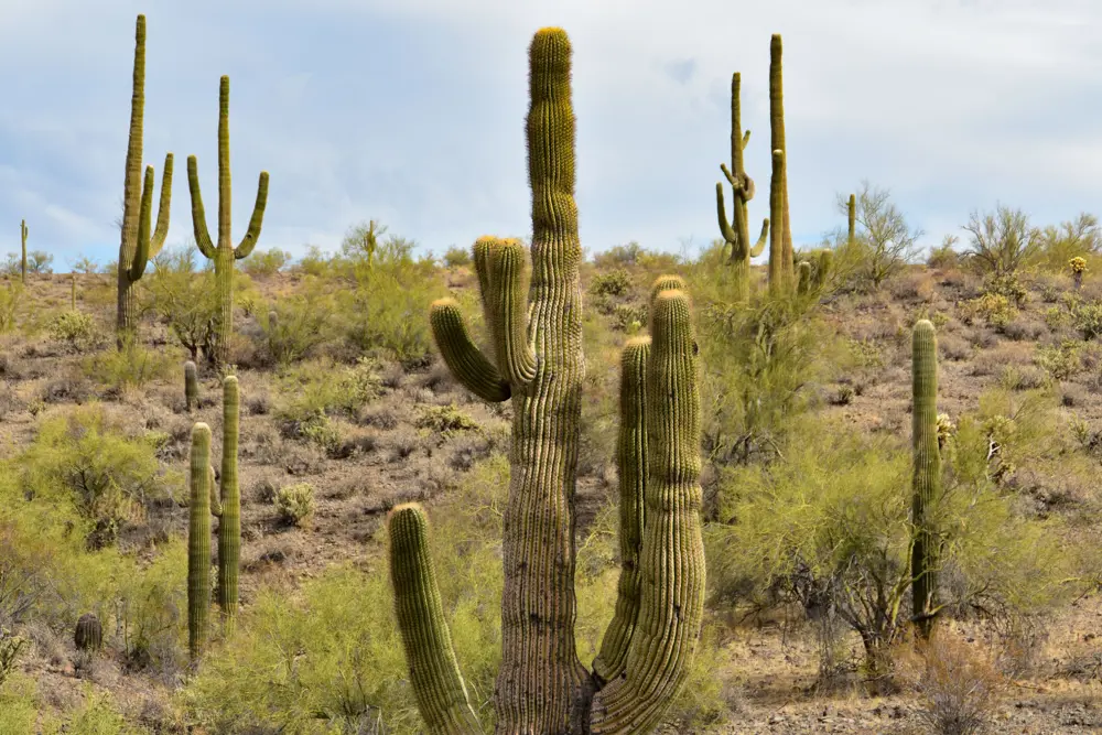 Tall columnar cacti scattered across a dry desert hillside.