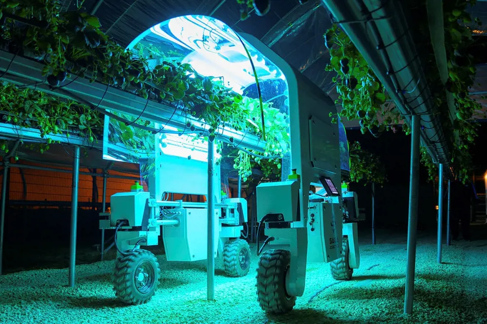 A robot on four wheels applies UV light to strawberry plants growing in a dark greenhouse