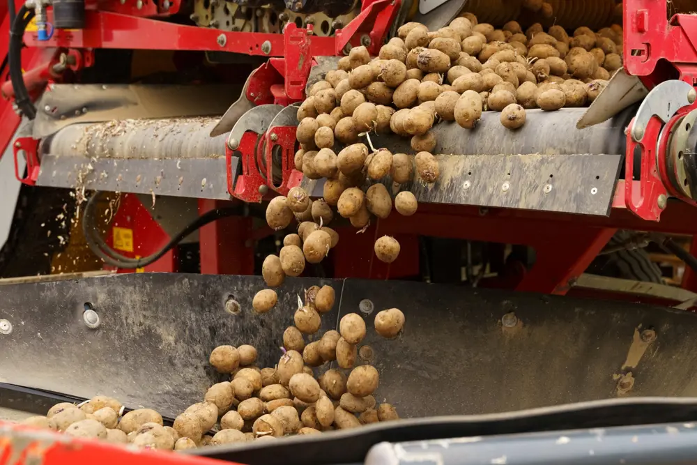Freshly dug potatoes moving along a red agricultural conveyor.