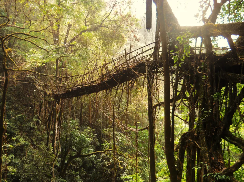 A bridge across a valley in a rainforest which is weaved together from the roots of trees