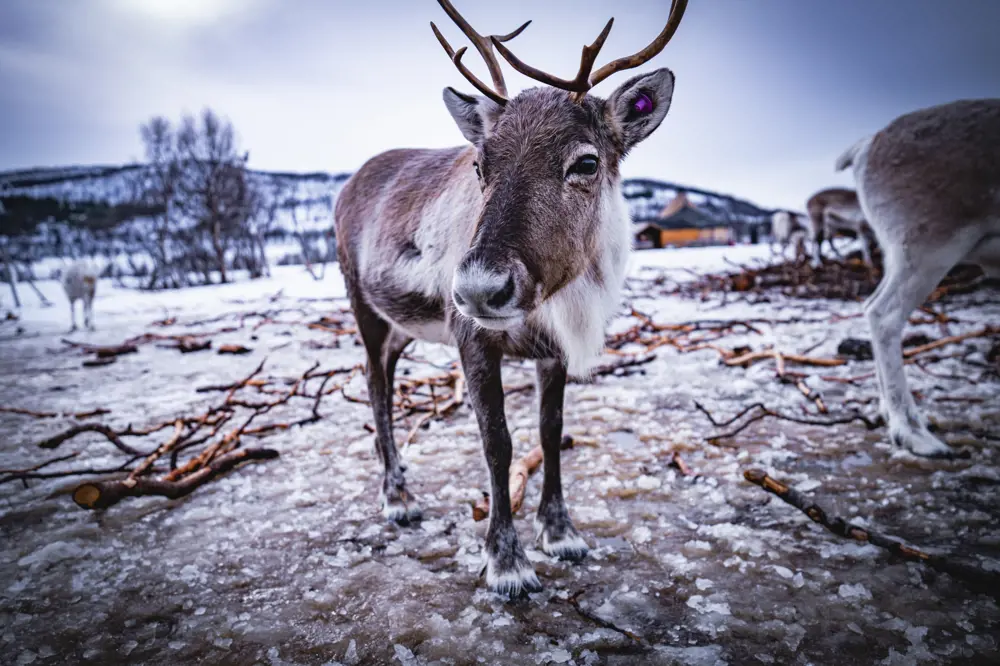 A fisheye photograph of a reindeer looking into the camera, standing on icy tundra