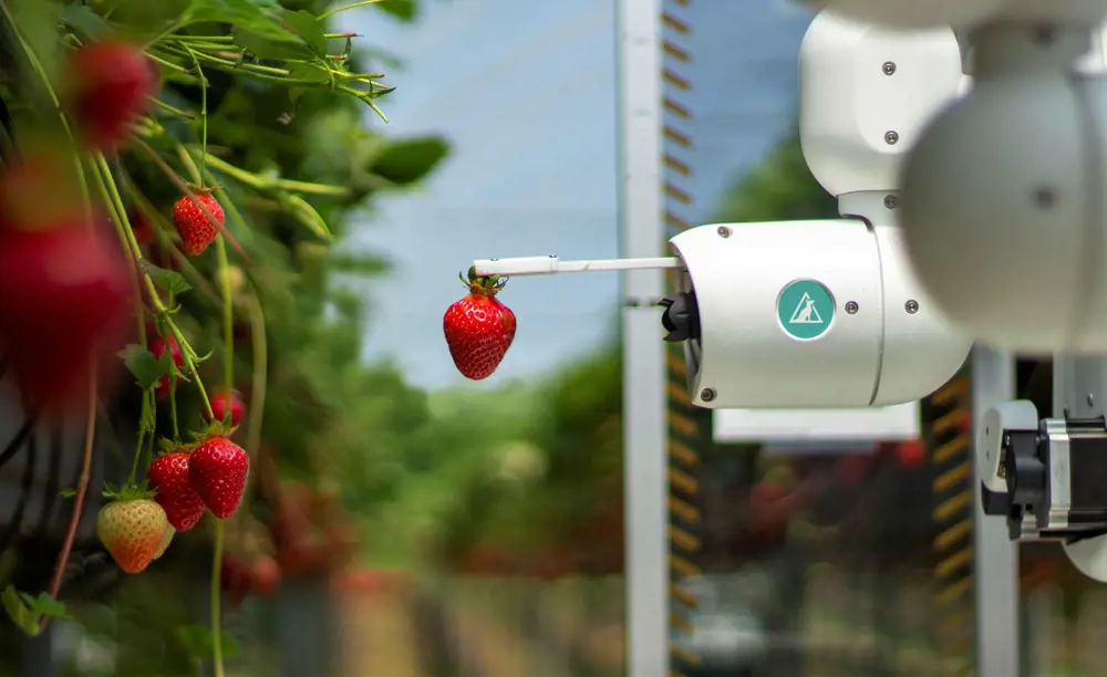 Close up of a strawberry being picked by the snipping device on a fruit-picking robots. Other strawberries still on the plant are shown on the left of the image