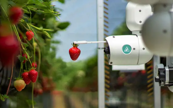 Close up of a strawberry being picked by the snipping device on a fruit-picking robots. Other strawberries still on the plant are shown on the left of the image
