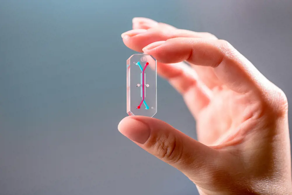 A bioengineer holding up an organ on a chip device, with red and blue microchannels in which cells can grow.