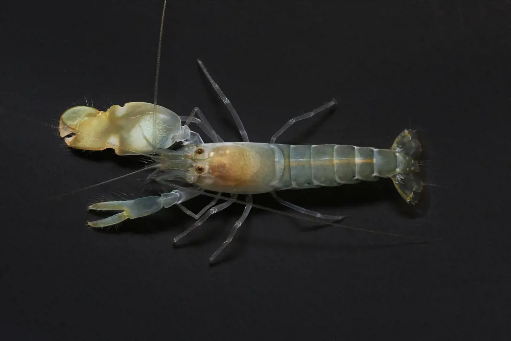 Overhead shot of a pistol shrimp, which has one claw bigger than the other 