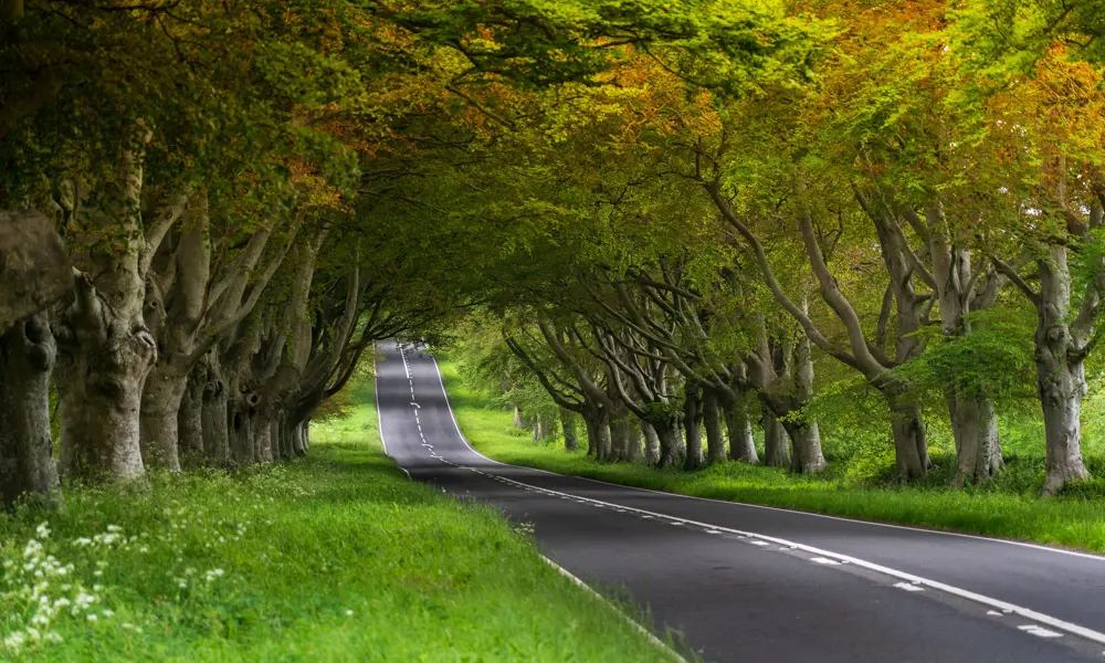 Beech trees lining the road in Dorset.