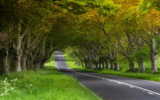 Beech trees lining the road in Dorset.