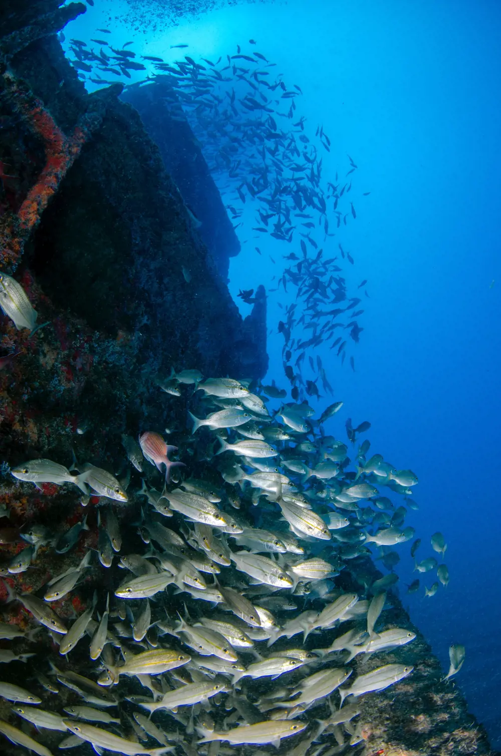 A shoal of silver fish swimming around a shipwreck that has become an artificial reef.