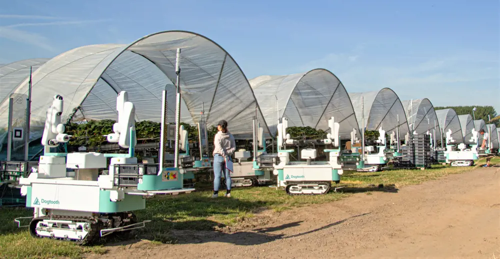A row of domed greenhouses on a sunny day with fruit-picking robots outside. A woman in a cap also stands outside, looking in at the fruit growing